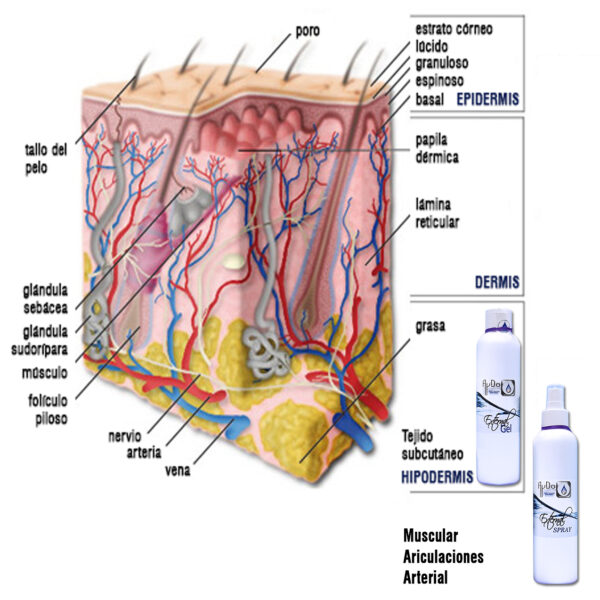Esquema de las capas de la piel (epidermis, dermis e hipodermis) con representación del alcance del Gel y Spray antiséptico AyDoAgua en los tejidos
