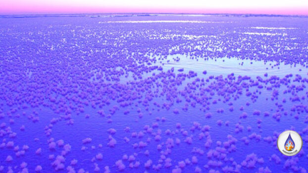 Flores de hielo (frost flowers) en mar frío: cristales que muestran cómo el agua se organiza en invierno (biomímesis)