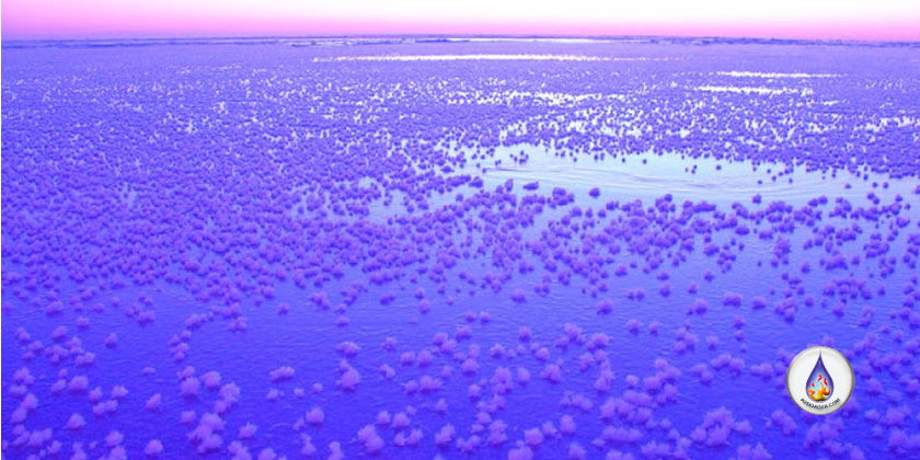 Flores de hielo (frost flowers) en mar frío: cristales que muestran cómo el agua se organiza en invierno (biomímesis)